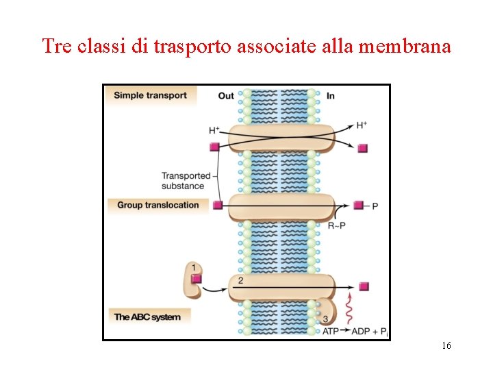 Tre classi di trasporto associate alla membrana 16 