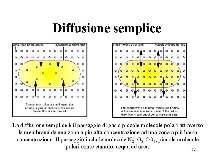Diffusione semplice La diffusione semplice è il passaggio di gas o piccole molecole polari