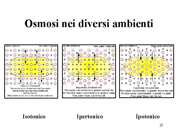 Osmosi nei diversi ambienti Isotonico Ipertonico Ipotonico 20 