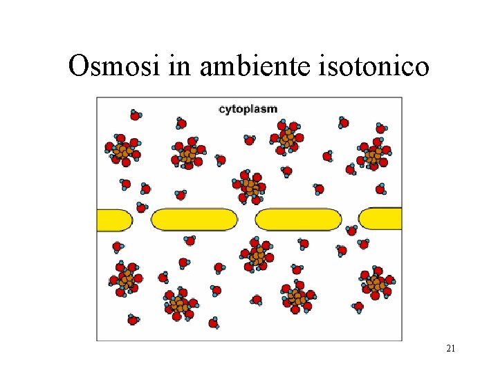 Osmosi in ambiente isotonico 21 