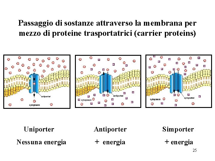 Passaggio di sostanze attraverso la membrana per mezzo di proteine trasportatrici (carrier proteins) Uniporter