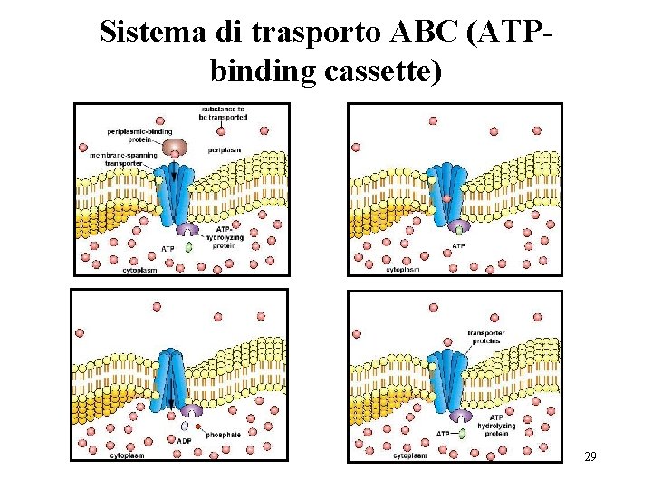 Sistema di trasporto ABC (ATPbinding cassette) 29 