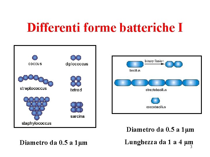 Differenti forme batteriche I Diametro da 0. 5 a 1μm Lunghezza da 1 a