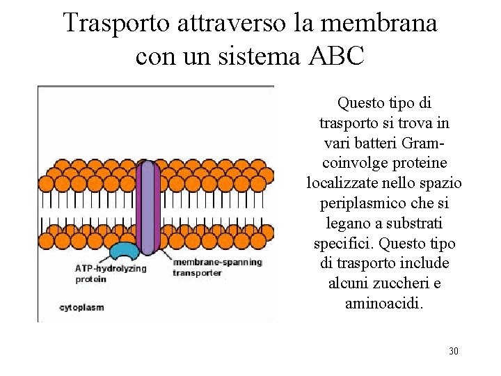 Trasporto attraverso la membrana con un sistema ABC Questo tipo di trasporto si trova