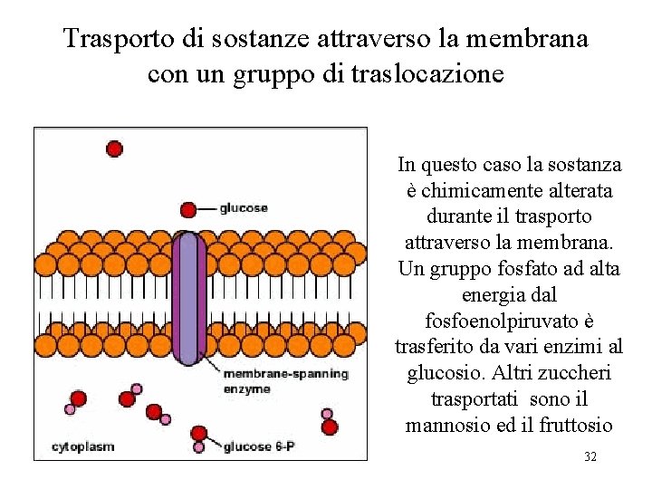 Trasporto di sostanze attraverso la membrana con un gruppo di traslocazione In questo caso