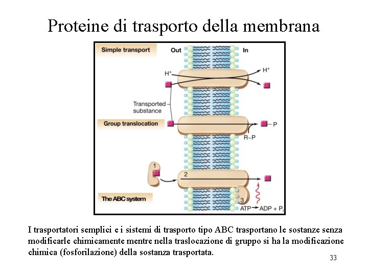 Proteine di trasporto della membrana I trasportatori semplici e i sistemi di trasporto tipo