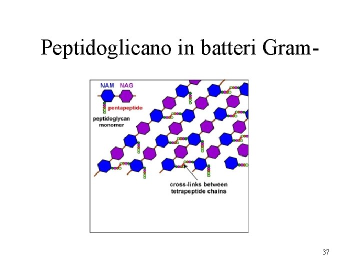 Peptidoglicano in batteri Gram- 37 