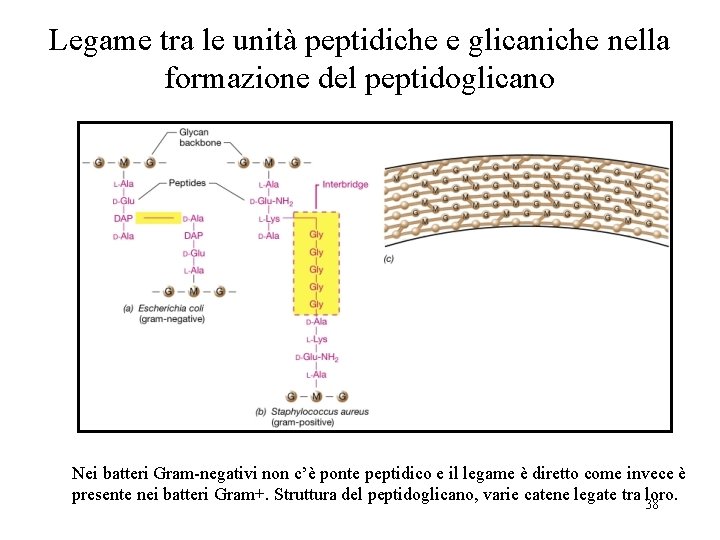 Legame tra le unità peptidiche e glicaniche nella formazione del peptidoglicano Nei batteri Gram-negativi