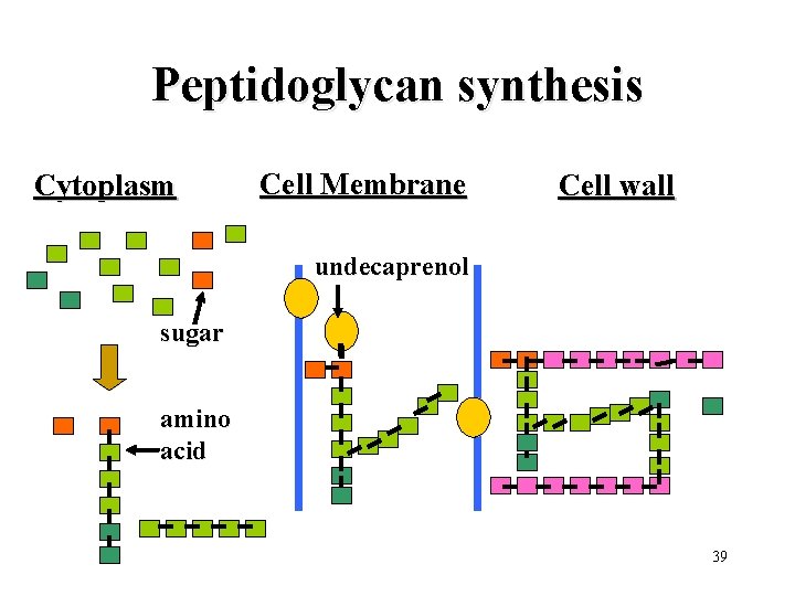 Peptidoglycan synthesis Cytoplasm Cell Membrane Cell wall undecaprenol sugar amino acid 39 