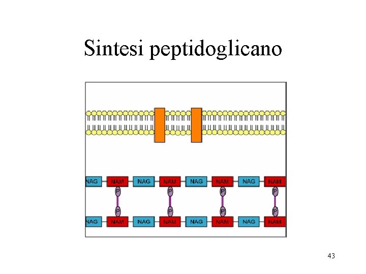 Sintesi peptidoglicano 43 