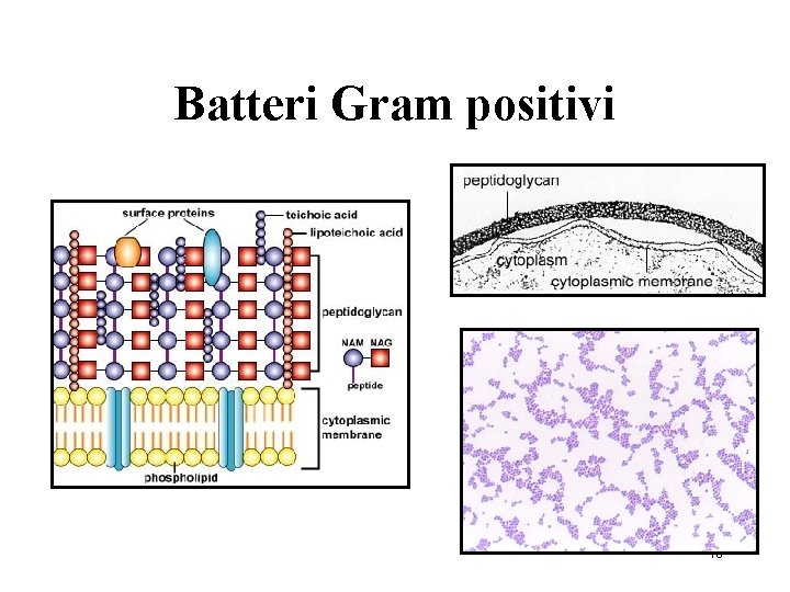 Batteri Gram positivi 46 