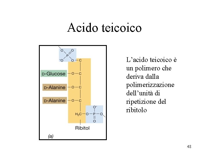 Acido teicoico L’acido teicoico è un polimero che deriva dalla polimerizzazione dell’unità di ripetizione