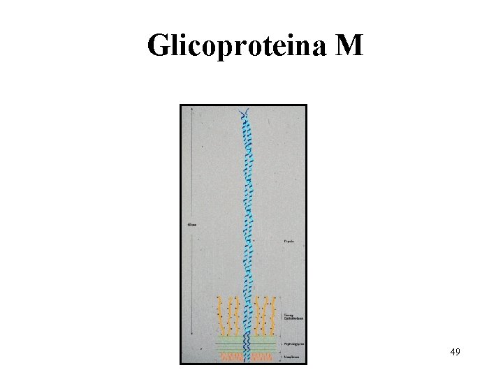 Glicoproteina M 49 