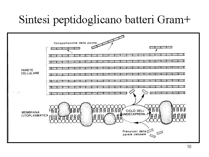Sintesi peptidoglicano batteri Gram+ 50 