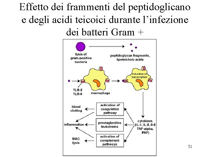 Effetto dei frammenti del peptidoglicano e degli acidi teicoici durante l’infezione dei batteri Gram