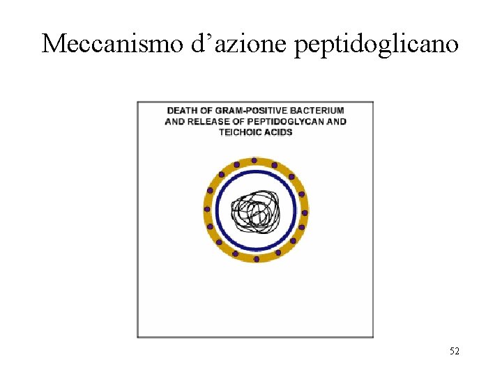 Meccanismo d’azione peptidoglicano 52 