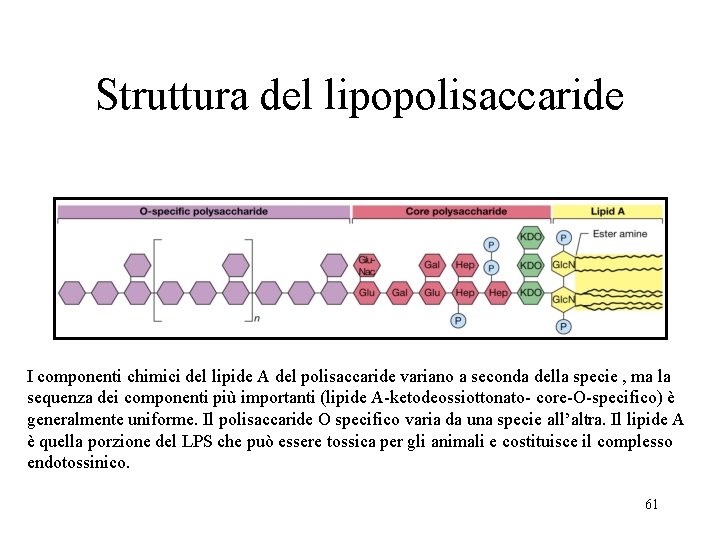 Struttura del lipopolisaccaride I componenti chimici del lipide A del polisaccaride variano a seconda