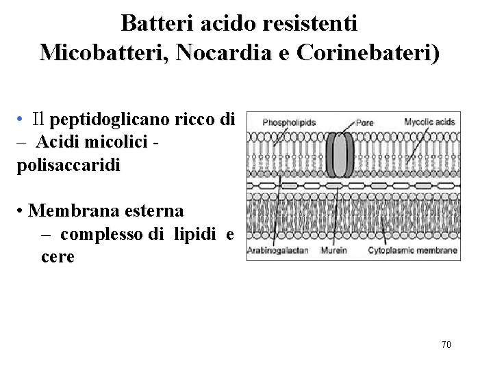 Batteri acido resistenti Micobatteri, Nocardia e Corinebateri) • Il peptidoglicano ricco di – Acidi