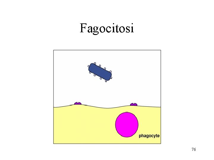 Fagocitosi 76 