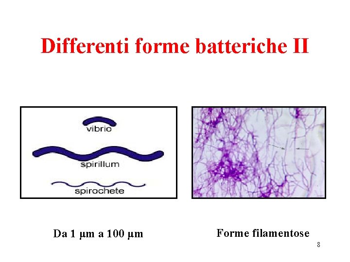 Differenti forme batteriche II Da 1 μm a 100 μm Forme filamentose 8 