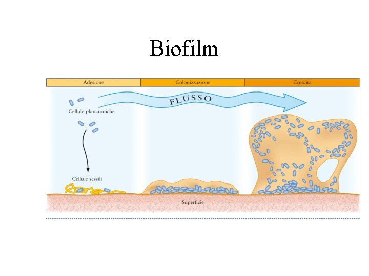 Biofilm 