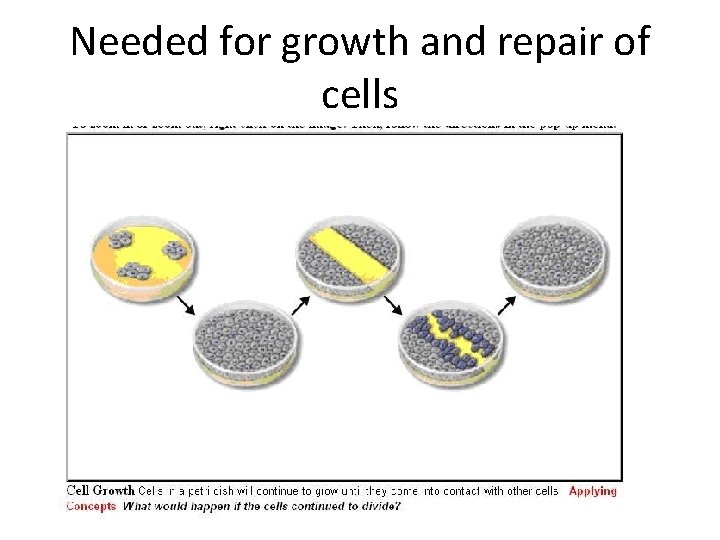 Needed for growth and repair of cells 