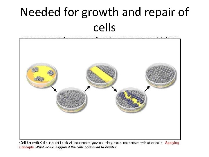 Needed for growth and repair of cells Needed for growth and repair of cells