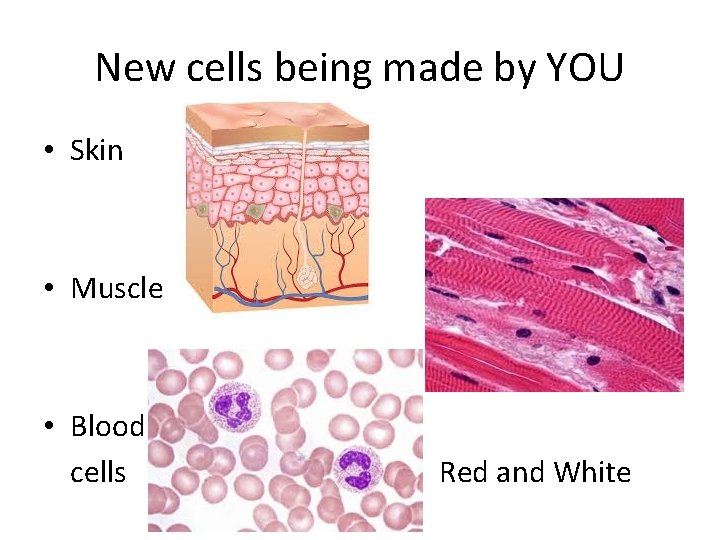 New cells being made by YOU • Skin • Muscle • Blood cells Red New cells being made by YOU • Skin • Muscle • Blood cells Red
