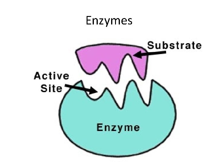 Enzymes Enzymes