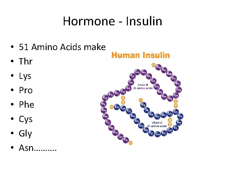 Hormone - Insulin • • 51 Amino Acids make Thr Lys Pro Phe Cys Hormone - Insulin • • 51 Amino Acids make Thr Lys Pro Phe Cys