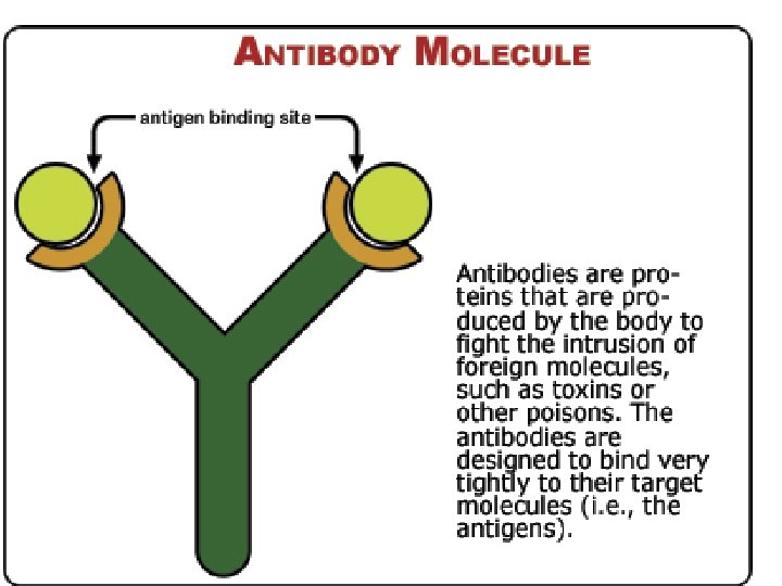 Antibodies 