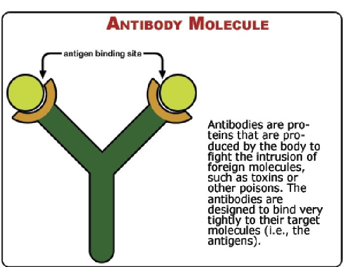Antibodies Antibodies