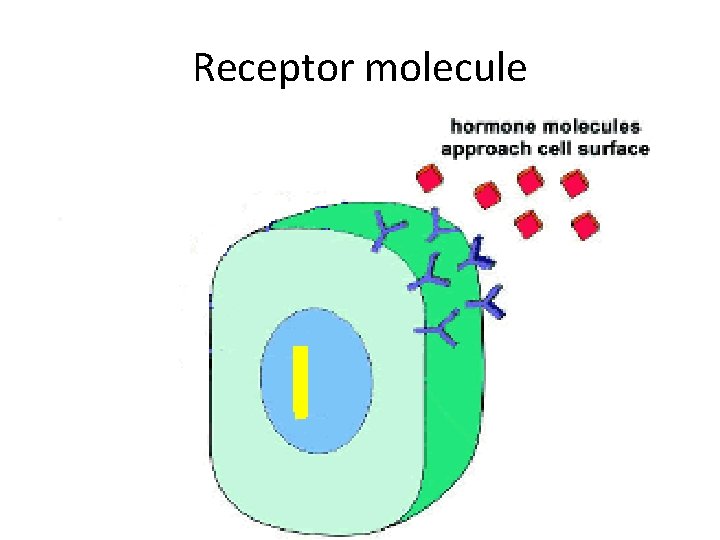 Receptor molecule Receptor molecule
