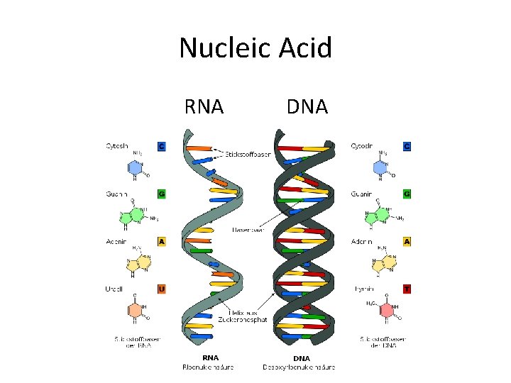 Nucleic Acid RNA DNA Nucleic Acid RNA DNA