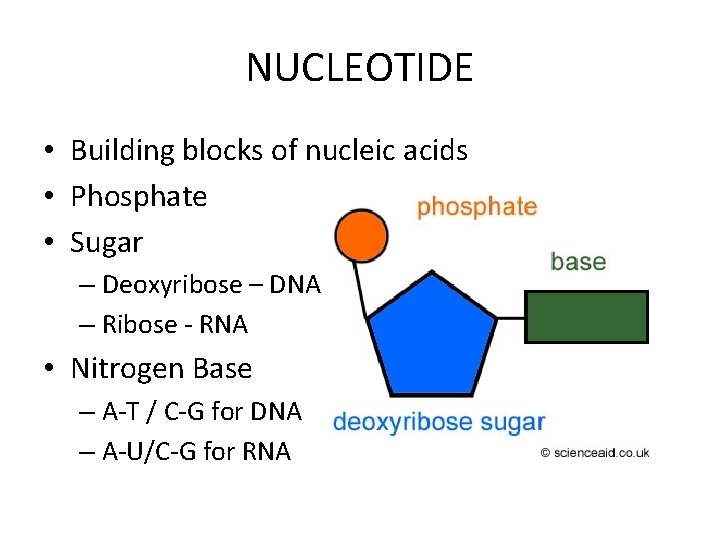 NUCLEOTIDE • Building blocks of nucleic acids • Phosphate • Sugar – Deoxyribose –