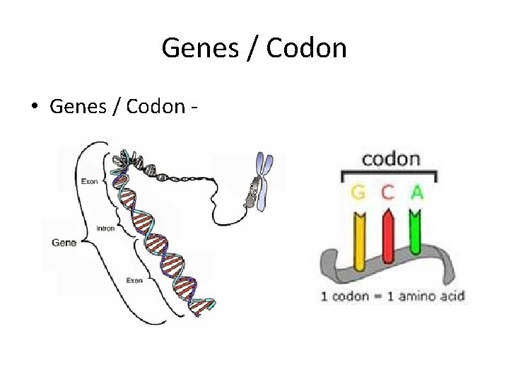 Genes / Codon • Genes / Codon - Genes / Codon • Genes / Codon -