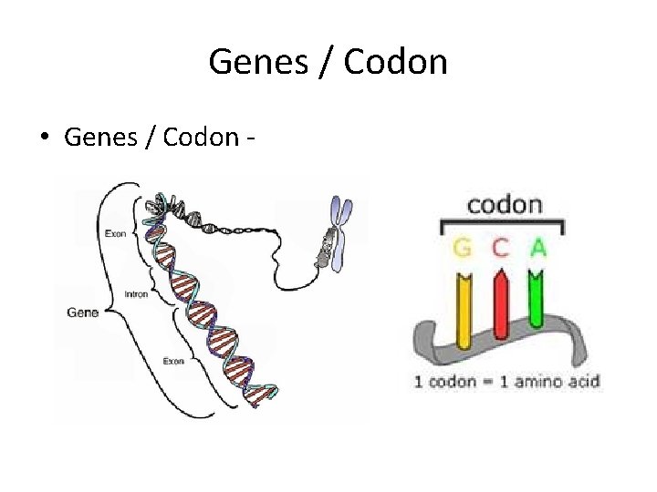 Genes / Codon • Genes / Codon - 