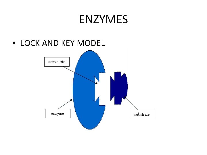 ENZYMES • LOCK AND KEY MODEL ENZYMES • LOCK AND KEY MODEL