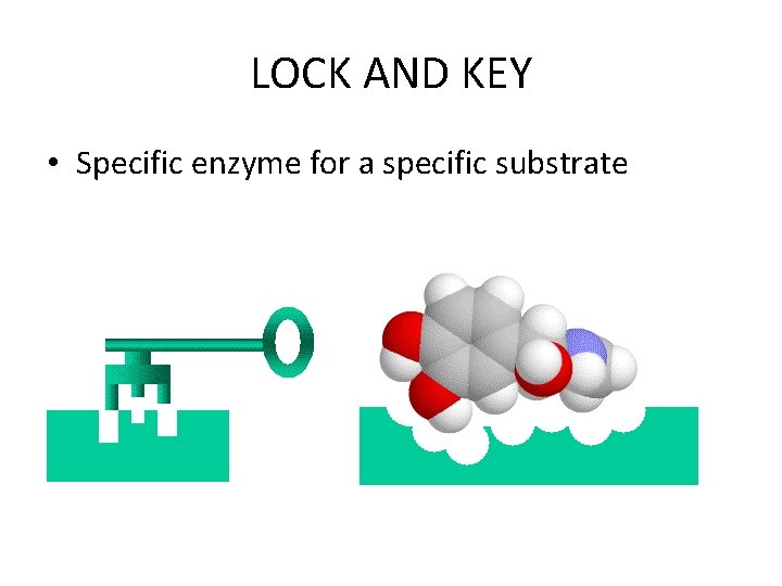 LOCK AND KEY • Specific enzyme for a specific substrate LOCK AND KEY • Specific enzyme for a specific substrate