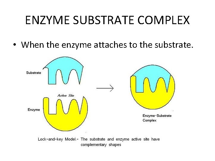 ENZYME SUBSTRATE COMPLEX • When the enzyme attaches to the substrate. ENZYME SUBSTRATE COMPLEX • When the enzyme attaches to the substrate.