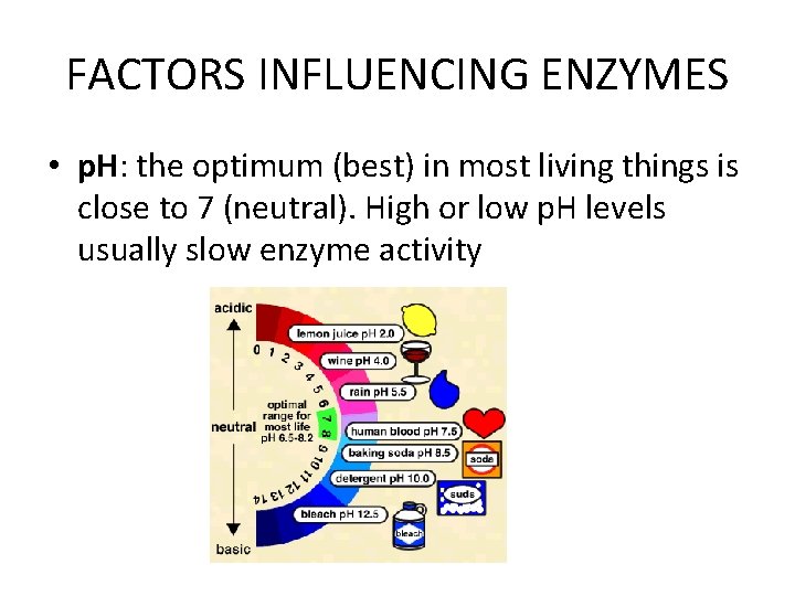 FACTORS INFLUENCING ENZYMES • p. H: the optimum (best) in most living things is FACTORS INFLUENCING ENZYMES • p. H: the optimum (best) in most living things is