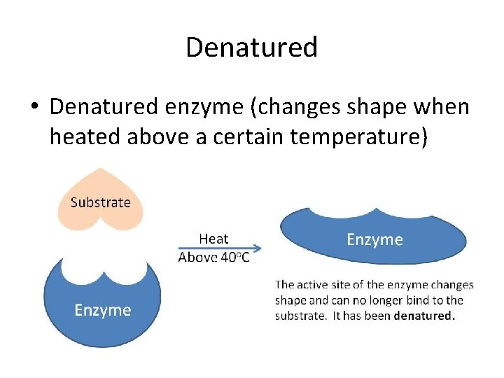 Denatured • Denatured enzyme (changes shape when heated above a certain temperature) Denatured • Denatured enzyme (changes shape when heated above a certain temperature)