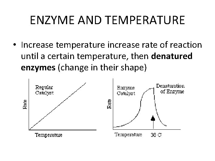 ENZYME AND TEMPERATURE • Increase temperature increase rate of reaction until a certain temperature,