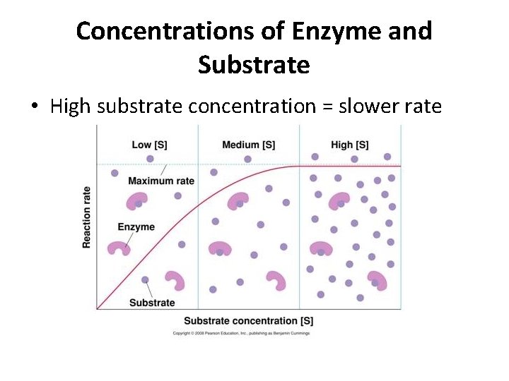 Concentrations of Enzyme and Substrate • High substrate concentration = slower rate 