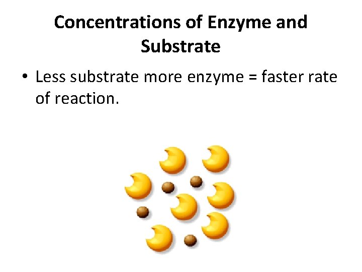 Concentrations of Enzyme and Substrate • Less substrate more enzyme = faster rate of