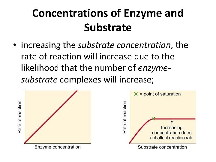 Concentrations of Enzyme and Substrate • increasing the substrate concentration, the rate of reaction