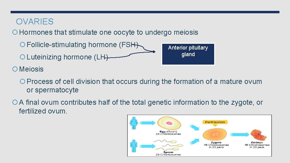 OVARIES Hormones that stimulate one oocyte to undergo meiosis Follicle-stimulating hormone (FSH) Luteinizing hormone