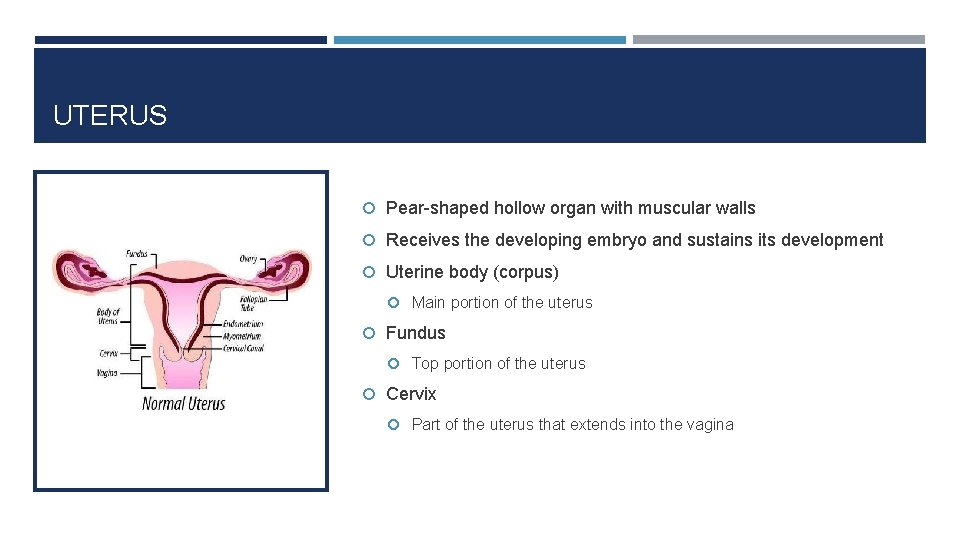 UTERUS Pear-shaped hollow organ with muscular walls Receives the developing embryo and sustains its