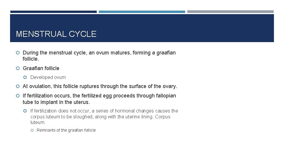 MENSTRUAL CYCLE During the menstrual cycle, an ovum matures, forming a graafian follicle. Graafian