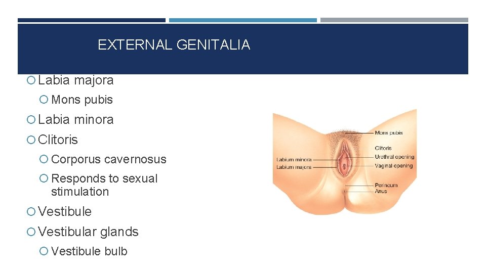 EXTERNAL GENITALIA Labia majora Mons pubis Labia minora Clitoris Corporus cavernosus Responds to sexual